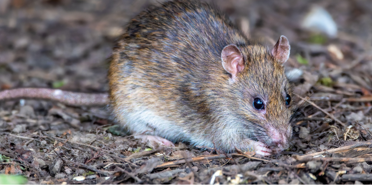 rat eating